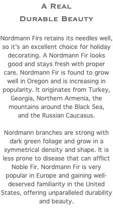 A Real Durable Beauty Nordmann Firs retains its needles well, so it's an excellent choice for holiday decorating. A Nordmann Fir looks good and stays fresh with proper care. Nordmann Fir is found to grow well in Oregon and is increasing in popularity. It originates from Turkey, Georgia, Northern Armenia, the mountains around the Black Sea, and the Russian Caucasus. Nordmann branches are strong with dark green foliage and grow in a symmetrical density and shape. It is less prone to disease that can afflict Noble Fir. Nordmann Fir is very popular in Europe and gaining well-deserved familiarity in the United States, offering unparalleled durability and beauty. 